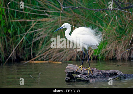 Seidenreiher (Egretta Garzetta), auf Treibholz im Wasser Stockfoto