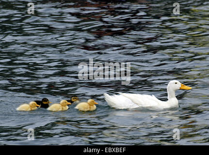 inländische Ente (Anas Platyrhynchos F. Domestica), Swimmming Hausente mit Küken Stockfoto