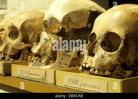 menschliche Schädel im Museum für Naturkunde Stockfoto