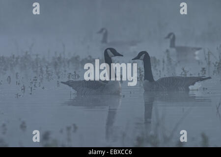 Kanadagans (Branta Canadensis), Schwimmen Kanadagänse im Nebel, Belgien Stockfoto