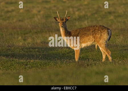 Damhirsch (Dama Dama, Cervus Dama), junge Spiesser stehen auf einer Wiese, Schweden, Oeland Stockfoto