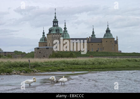 Höckerschwan (Cygnus Olor), Schloss Kalmar, Schweden, Kalmar Stockfoto