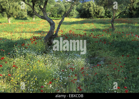 Frühling auf Samothraki Island, Griechenland, Zuge, Samothraki Stockfoto