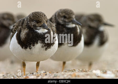 Gruppe rot Steinwälzer (Arenaria Interpres), am Strand, Belgien Stockfoto