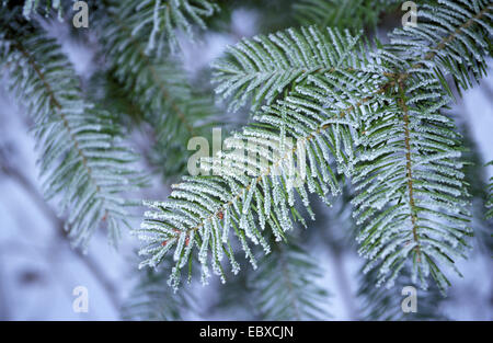 Gemeine Fichte (Picea Abies), Winter, Fichte Zweig mit Raureif Stockfoto