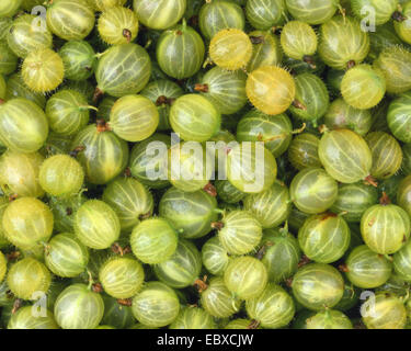 wilde Stachelbeere, europäischen Stachelbeere (Ribes Uva-Crispa), mehrere Beeren Stockfoto