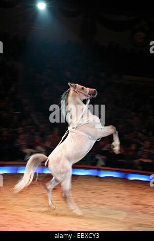 inländische Pferd (Equus Przewalskii F. Caballus), in einem Zirkus Stockfoto