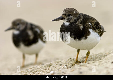 Ruddy Steinwälzer (Arenaria Interpres), paar am Strand, Belgien Stockfoto