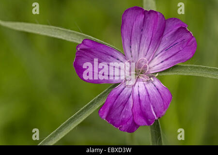 gemeinsame Corncockle (Agrostemma umbellatum), einzelne Blume, Belgien Stockfoto
