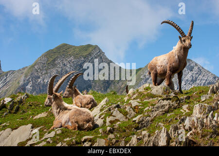Alpensteinbock (Capra Ibex, Capra Ibex Ibex), der Herde der Steinböcke ruhen, der Schweiz, Alpstein Säntis Stockfoto