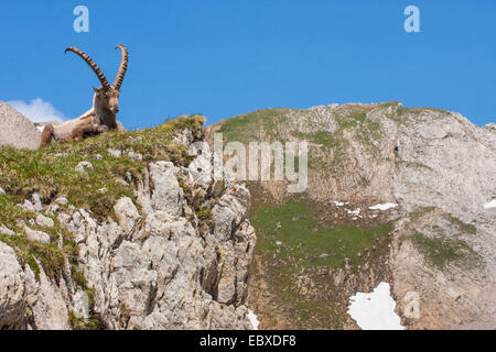 Alpensteinbock (Capra Ibex, Capra Ibex Ibex), ruht in einer schönen Berglandschaft, Schweiz, Alpstein, Säntis Stockfoto