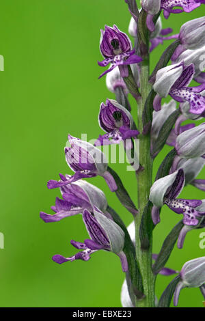 militärische Orchidee (Orchis Militaris), Nahaufnahme, Blume, Frankreich Stockfoto