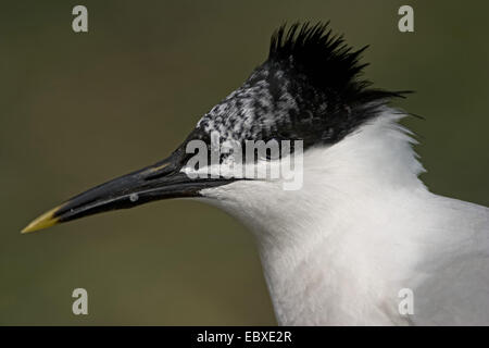 Brandseeschwalbe (Sterna Sandvicensis, Thalasseus Sandvicensis), Porträt, Belgien Stockfoto