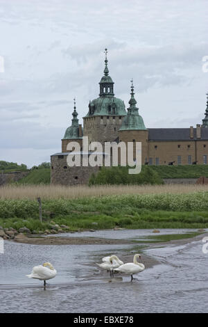 Höckerschwan (Cygnus Olor), Schloss Kalmar, Schweden, Kalmar Stockfoto