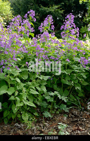 Dame-Rakete, die Dame-violett, Garten Rakete, Dame der Rakete (Hesperis Matronalis), blühende Pflanzen in einem Garten Stockfoto