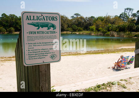 Alligatoren, Schwimmen Sie mit Vorsicht, USA, Florida Stockfoto