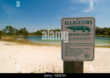 Alligatoren, Schwimmen Sie mit Vorsicht, USA, Florida Stockfoto