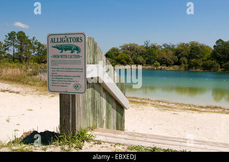 Alligatoren, Schwimmen Sie mit Vorsicht, USA, Florida Stockfoto