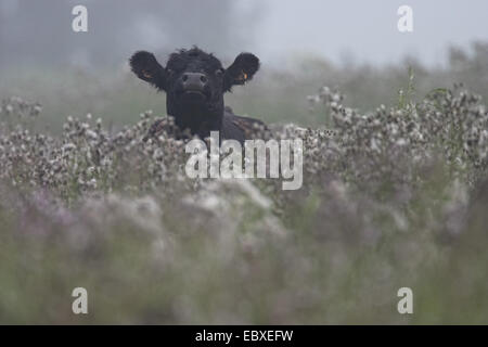 Galloway Rinder, Hausrind (Bos Primigenius F. Taurus), Porträt, Belgien Stockfoto