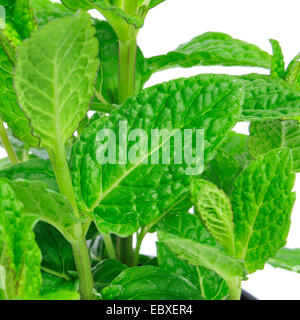 Nahaufnahme einer Minze Pflanze auf weißem Hintergrund Stockfoto