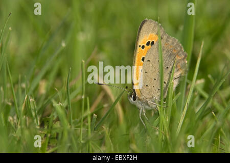 kleine Kupfer (Lycaena Phlaeas, Chrysophanus Phlaeas), auf einer Wiese, Belgien Stockfoto