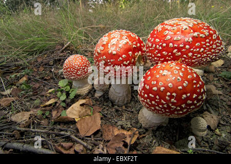 Fliegenpilz (Amanita Muscaria), Fraktion im herbstlichen Wald, Belgien Stockfoto