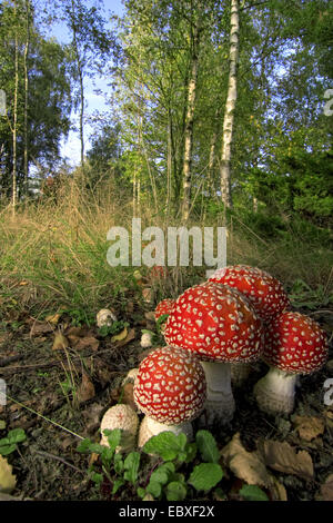 Fliegenpilz (Amanita Muscaria), Fraktion im herbstlichen Wald, Belgien Stockfoto