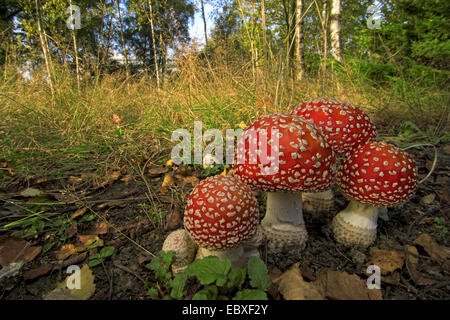 Fliegenpilz (Amanita Muscaria), Fraktion im herbstlichen Wald, Belgien Stockfoto