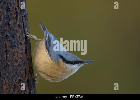 Eurasische Kleiber (Sitta Europaea), auf Baumstamm, Belgien Stockfoto