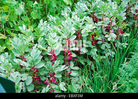 Thomas Telford Tollhouse Schaugarten, Bauerngarten, RHS Chelsea Flower Show 2007, London, Großbritannien. Stockfoto