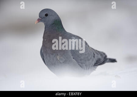 Lager-Taube (Columba Oenas), sitzen auf Schnee, Belgien, Ost-Flandern Stockfoto