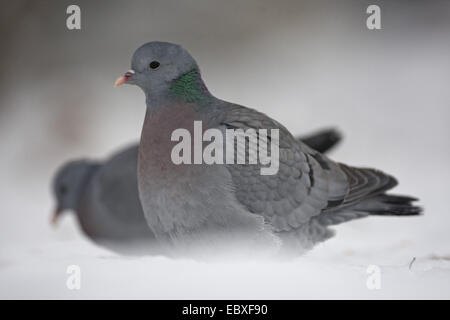 Lager-Taube (Columba Oenas), sitzen auf Schnee, Belgien, Ostflandern, 1 Stockfoto