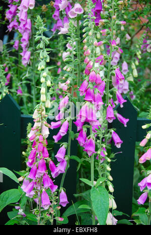 Thomas Telford Tollhouse Schaugarten, Bauerngarten, RHS Chelsea Flower Show 2007, London, Großbritannien. Stockfoto