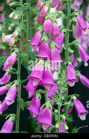 Thomas Telford Tollhouse Schaugarten, Bauerngarten, RHS Chelsea Flower Show 2007, London, Großbritannien. Stockfoto