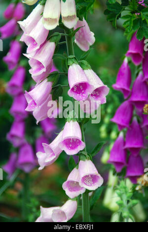 Thomas Telford Tollhouse Schaugarten, Bauerngarten, RHS Chelsea Flower Show 2007, London, Großbritannien. Stockfoto