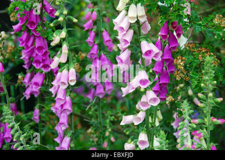 Thomas Telford Tollhouse Schaugarten, Bauerngarten, RHS Chelsea Flower Show 2007, London, Großbritannien. Stockfoto