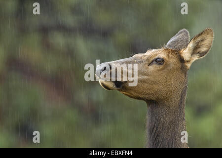 Wapiti, Elche (Cervus Elaphus Canadensis, Cervus Canadensis), Porträt von einem Hind, USA, Colorado, Rocky Mountain Nationalpark Stockfoto