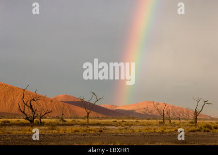 Regenbogen über eine Düne, Namibia, Namib Naukluft NP Stockfoto