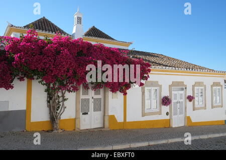 Typisches Haus und Bougainvillea Baum in Tavira, Algarve Stockfoto