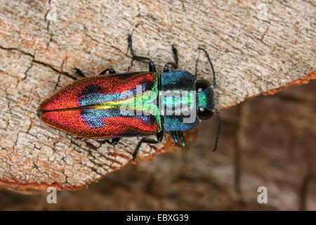 Juwel-Käfer, Holz-langweilig-Käfer (Anthaxia Candens) auf Totholz, Deutschland Stockfoto