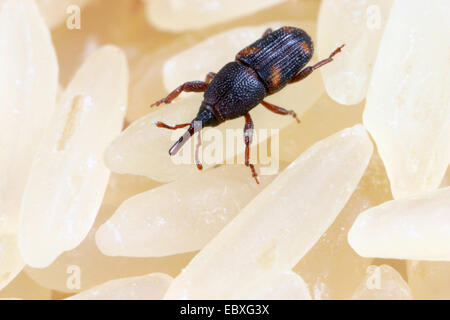 Reis Rüsselkäfer (Sitophilus Oryzae) auf Reiskörner, Deutschland Stockfoto