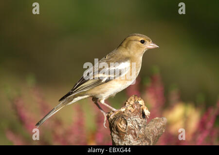 Buchfinken (Fringilla Coelebs), weibliche Buchfink im Herbst, Deutschland, Nordrhein-Westfalen Stockfoto