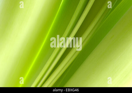 Amaryllis (Hippeastrum spec.), Struktur des Blattes Stockfoto