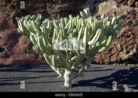 Kaktus in der Kaktusgarten Guatiza, Spanien, Kanarische, Lanzarote Stockfoto