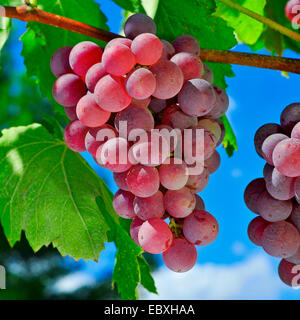 Nahaufnahme von Reife Traube auf einem Weinstock, kurz vor der Ernte Stockfoto