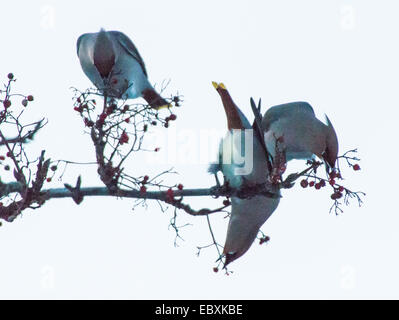 Seidenschwänze mit Rowan Berrys, Bombycilla Garrulus, Sorbus aucuparia Stockfoto