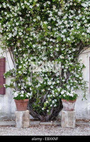 Villa Emo, Monselice, Venetien, Italien. Eine kräftige weiße Kletterrose (Rosa gigantea) krabbelt im Sommer über eines der Bauernhäuser in der Nähe der Villa Stockfoto