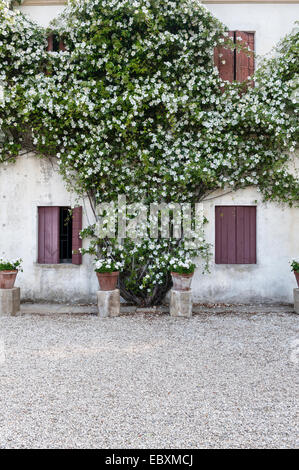 Villa Emo, Monselice, Venetien, Italien. Eine kräftige weiße Kletterrose (Rosa gigantea) krabbelt im Sommer über eines der Bauernhäuser in der Nähe der Villa Stockfoto