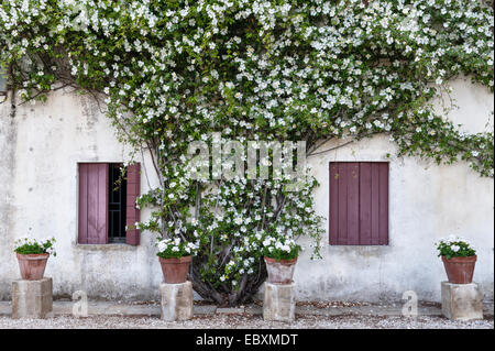 Villa Emo, Monselice, Venetien, Italien. Eine kräftige weiße Kletterrose (Rosa gigantea) krabbelt im Sommer über eines der Bauernhäuser in der Nähe der Villa Stockfoto