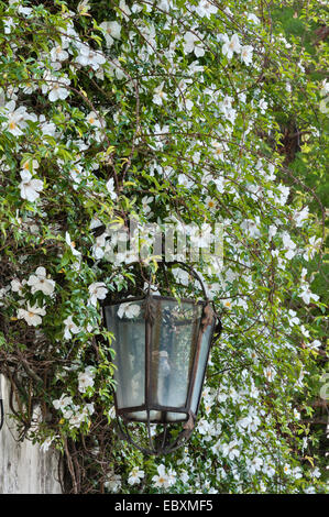 Villa Emo, Monselice, Venetien, Italien. Eine kräftige weiße Kletterrose (Rosa gigantea) krabbelt im Sommer über eines der Bauernhäuser in der Nähe der Villa Stockfoto